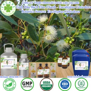 Tinh Dầu Bạch Đàn Chanh - Eucalyptus Citriodora Giá Sỉ