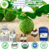Tinh Dầu Chanh Sần - Chanh Chúc - Lime Giá Sỉ