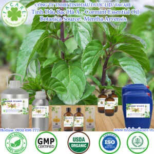 Tinh Dầu Bạc Hà Á - Cormint Giá Sỉ