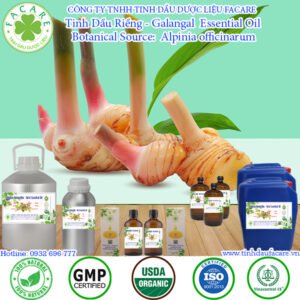 Tinh Dầu Riềng - Dầu Củ Riềng - Galangal Giá Sỉ