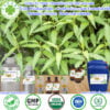 Dầu Nóng - Methyl Salicylate Giá Sỉ